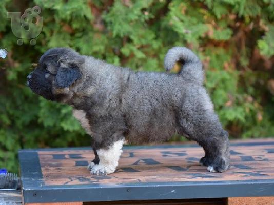 Κουτάβια CAUCASIAN SHEPHERD